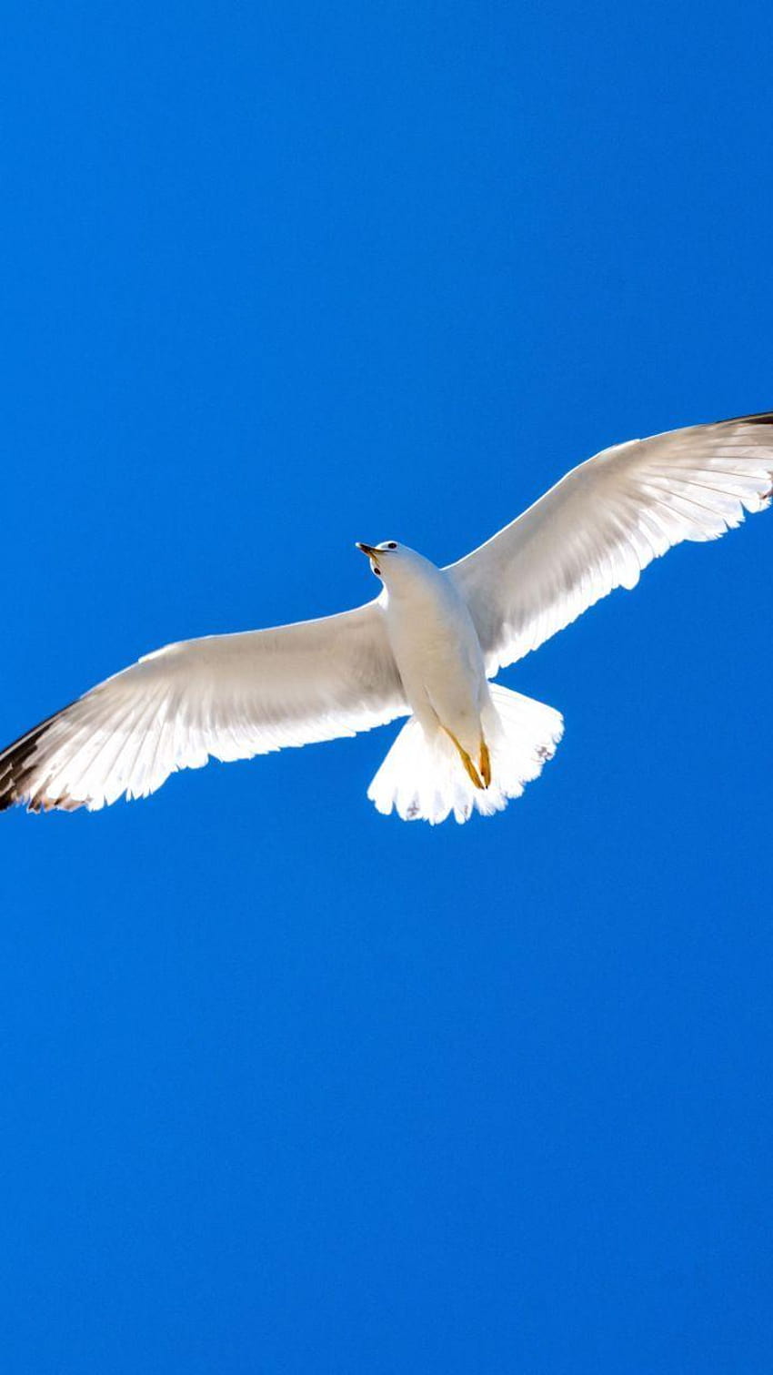 Seagull Head Bird  Free photo on Pixabay  Pixabay