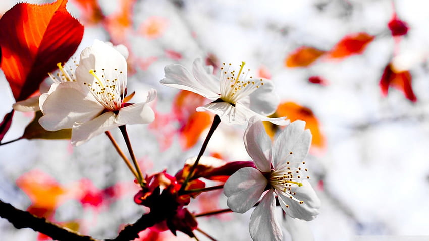 April Flowers, spring in april HD wallpaper | Pxfuel