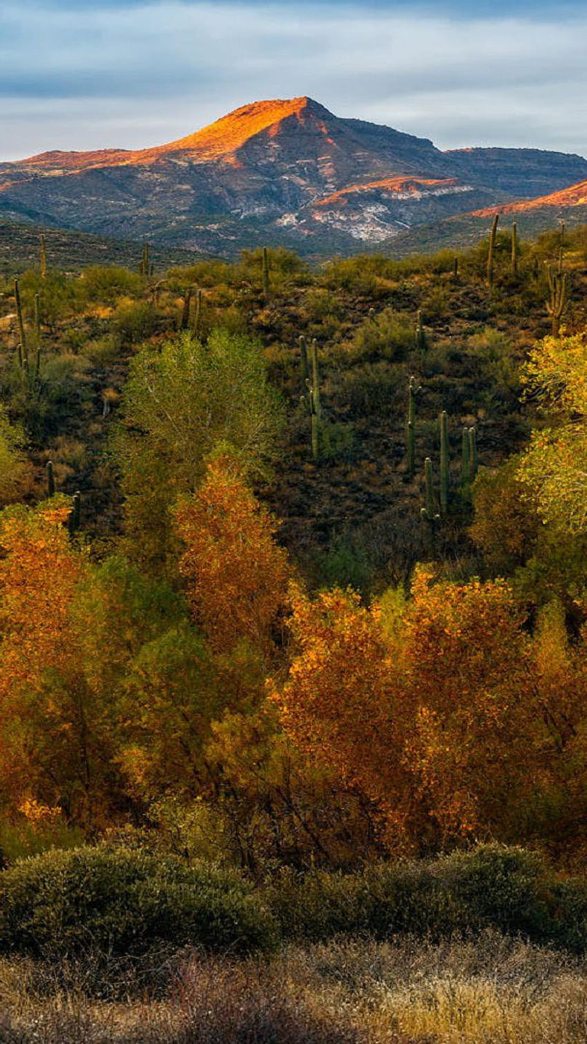 Beautiful Autumn in the Sonoran Desert, desert autumn HD phone wallpaper
