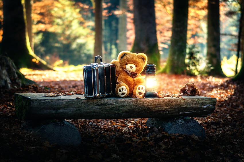 : sunlight, trees, forest, toys, teddy bears, wood, morning, tree, autumn, leaf, season, darkness 2048x1365, autumn bear HD wallpaper