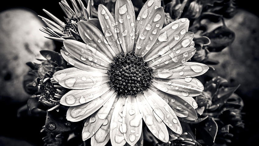 Cape Basket Flower Close Up Black White HD wallpaper
