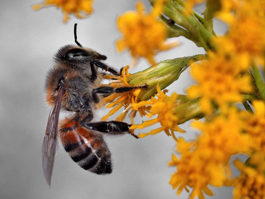 Решение за сперма: може ли банка за сперма да спаси пчелите от предстоящо изчезване, оранжева и черна земна пчела HD тапет