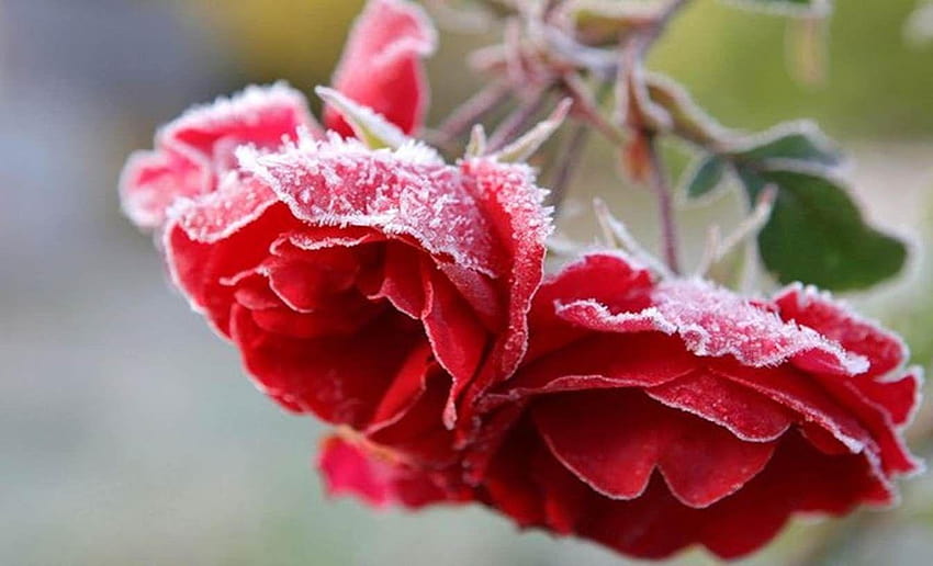 Winter Red Flowers Art ., winter roses HD wallpaper