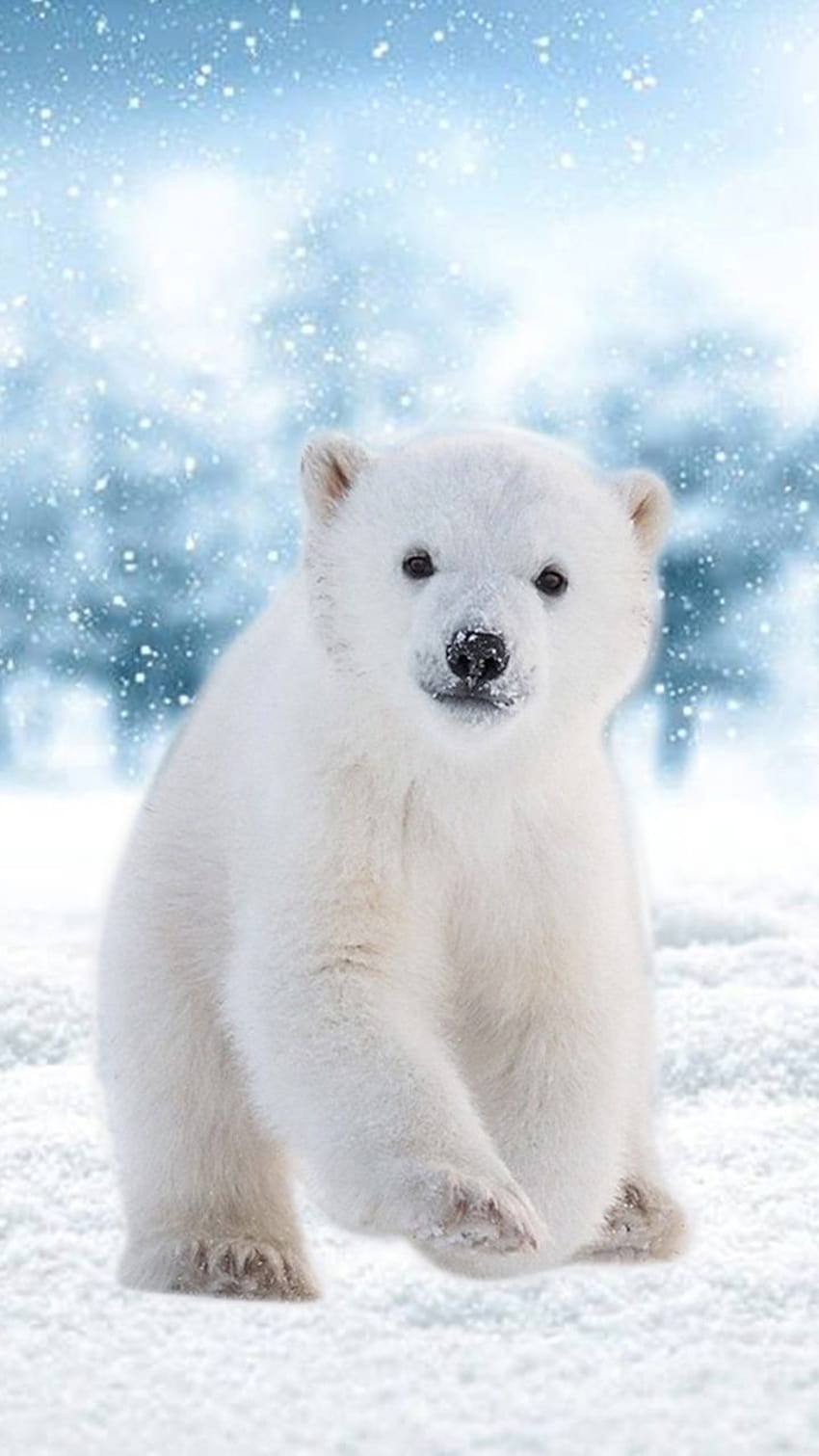 Ai generated polar bear with starry backdrop illustration Stock  Illustration | Adobe Stock