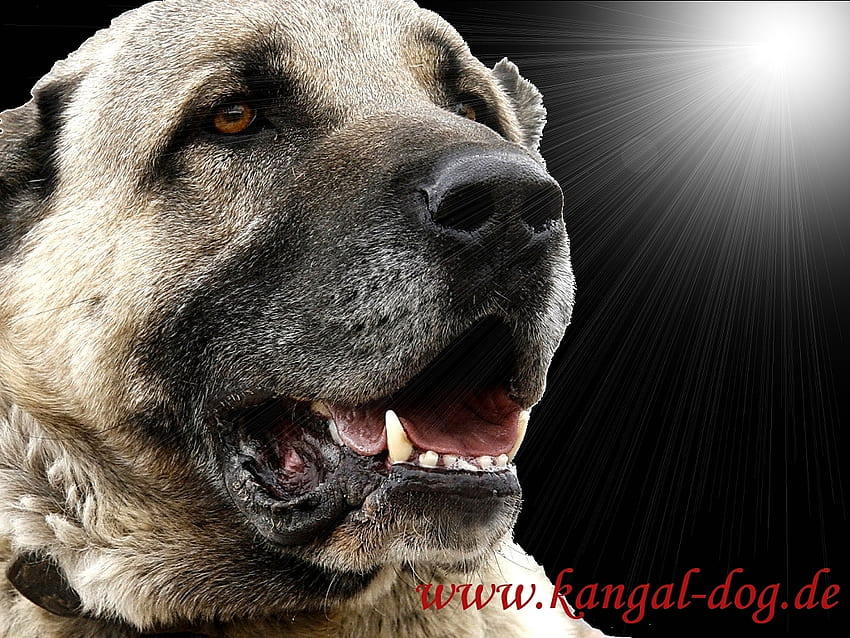 kangal ,dog,mammal,vertebrate,canidae,dog breed, kangal dog HD wallpaper