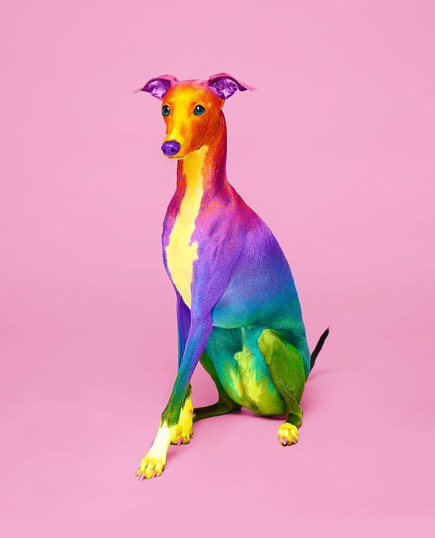 Pin en de perros originales, rainbow puppies fondo de pantalla del teléfono