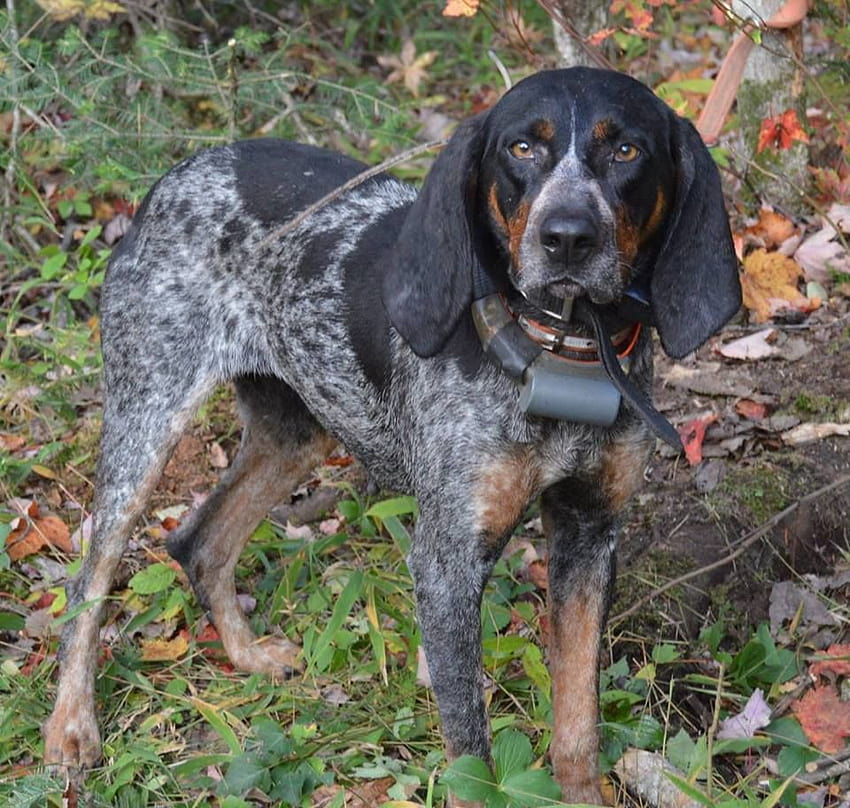 Pin on Hounds and hunting dogs, bluetick coonhounds, bear hunting HD wallpaper
