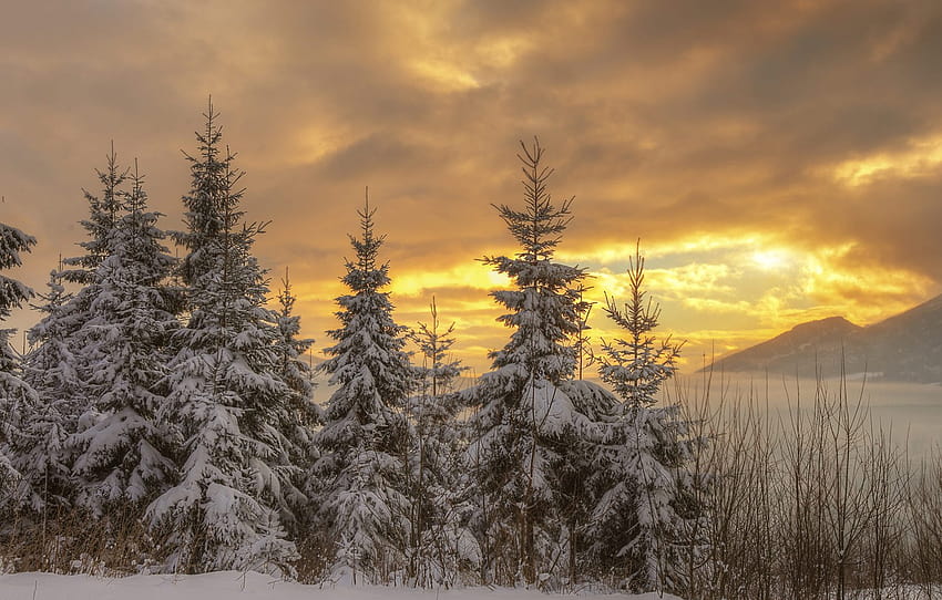 winter, forest, the sky, the sun, clouds, light, snow, sunset, mountains, branches, clouds, nature, the evening, ate, Christmas trees, snowy , section пейзажи HD wallpaper