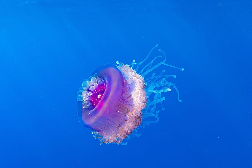 아름답고 위험한 해파리·무척추동물 HD 월페이퍼