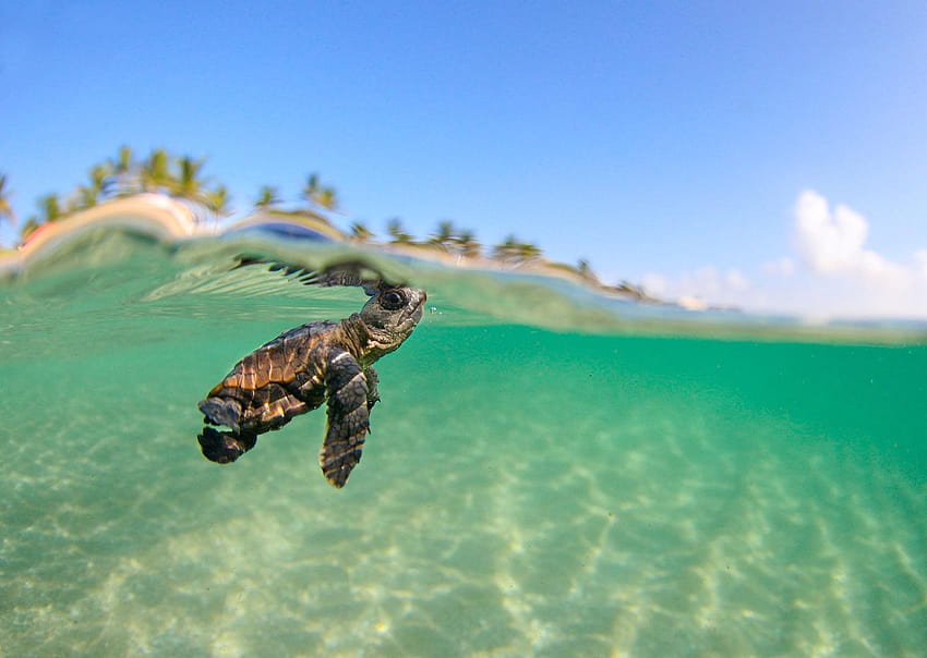 de tortugas marinas en el océano en Animal Society, tortuga marina bebé fondo de pantalla