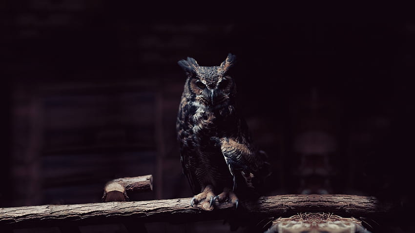 Dark Owl [1920x1080] pour votre , mobile et tablette Fond d'écran HD