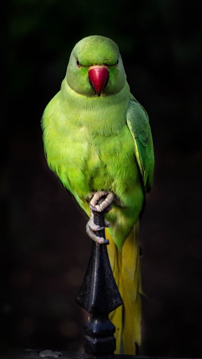 Zielona papuga, zielony ptak Tapeta na telefon HD