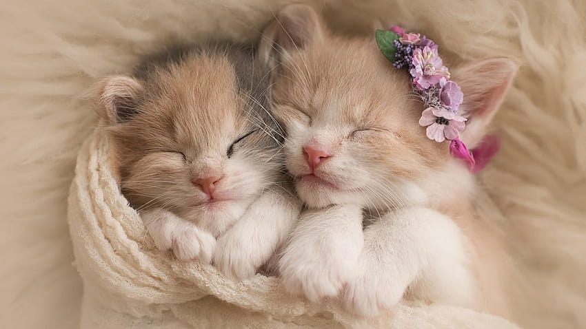 two white and orange tabby kittens ...pinterest, chicken and cat sleeping together HD wallpaper