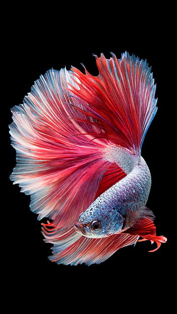 Red Betta Fish Wallpaper Black Background Stock Photo  Download Image Now   Abstract Activity Aggression  iStock