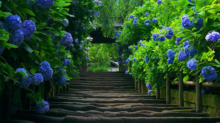 자연의 정원으로 가는 계단 HD 월페이퍼