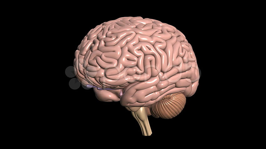 human brain HD wallpaper