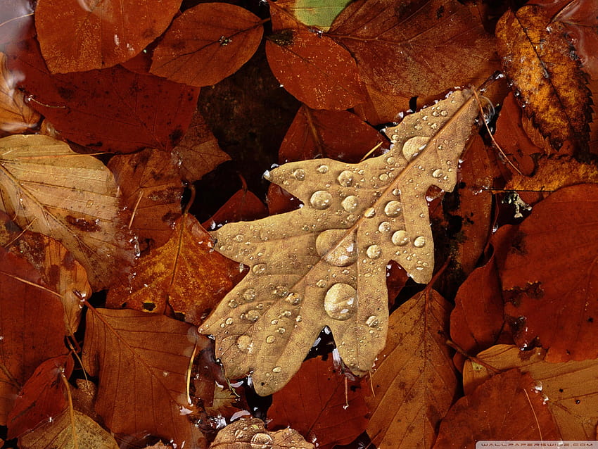 English Oak Leaf In Pond Autumn Angus Scotland Uk Europe Ultra Backgrounds for U TV : & UltraWide & Laptop : Tablet : Smartphone, ultra wilde autumn HD wallpaper