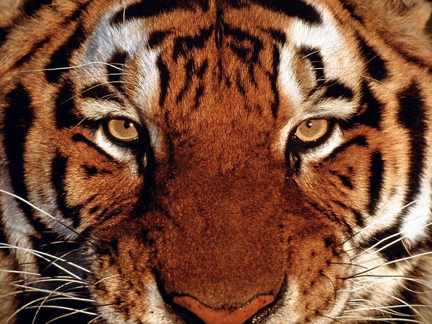 Of Tigers Faces, angry tiger eyes HD wallpaper | Pxfuel