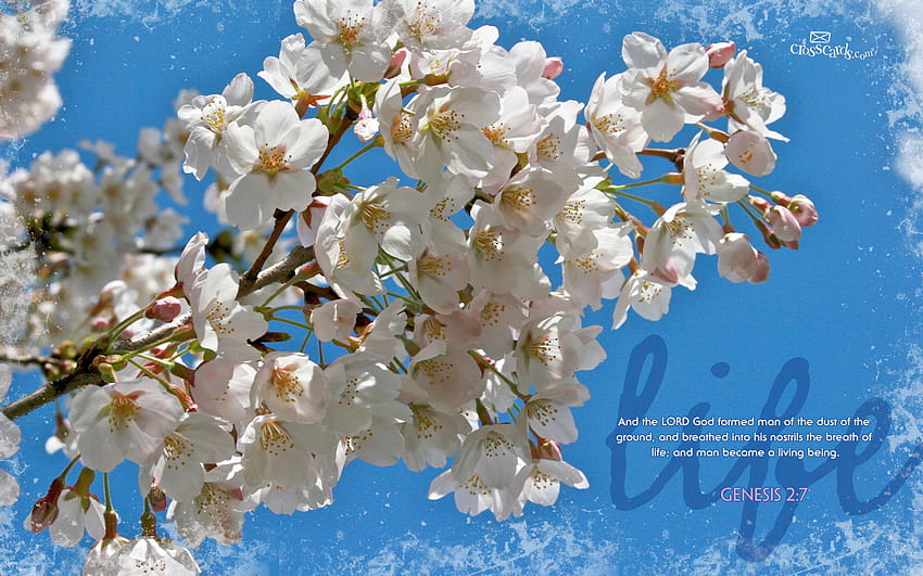 memory verse ,flower,blossom,spring,plant,cherry blossom,branch,tree,petal,fire cherry,flowering plant, spring bible HD wallpaper