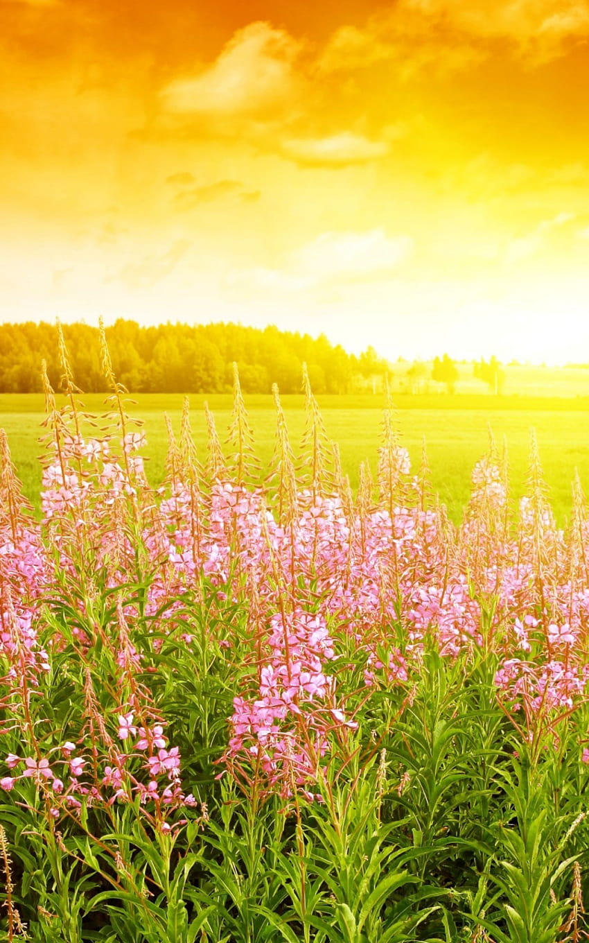 matahari terbit musim semi yang cerah membangkitkan bunga-bunga musim semi [2560x1600] untuk , Ponsel & Tablet Anda wallpaper ponsel HD