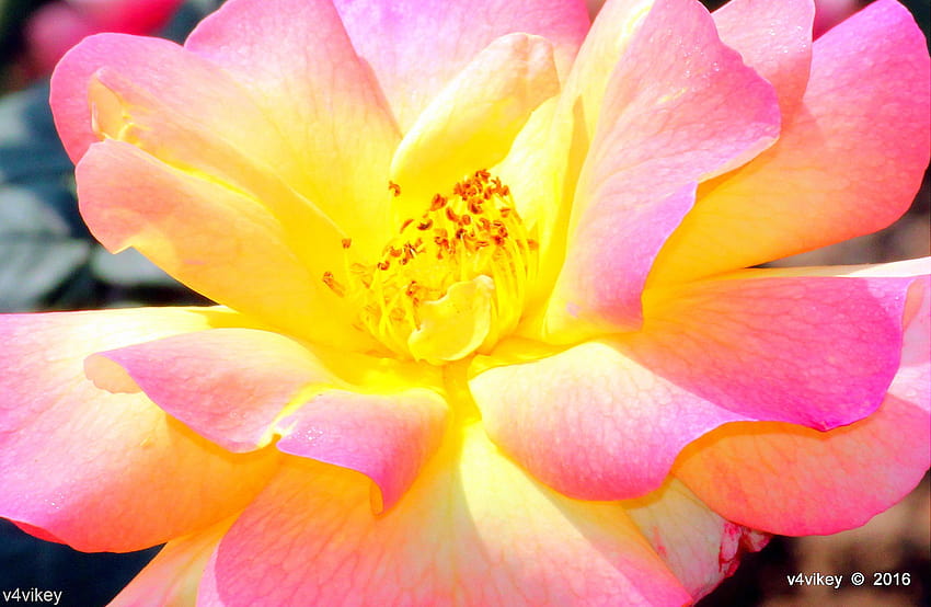 Types of Rose Flower by Color –Yellow Shaded Pink Roses «, pink and yellow gladiolus HD wallpaper