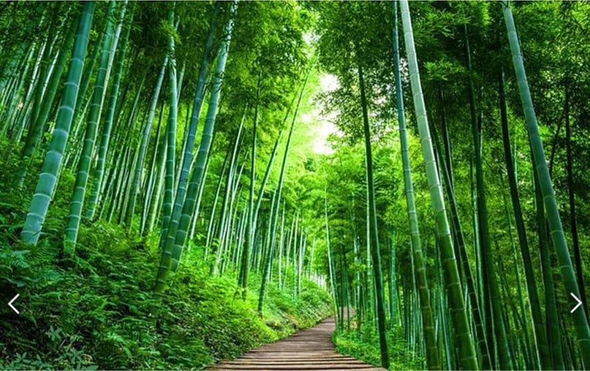 3D Bamboo Brove Mural Nature Green Forest Tree Carta da parati stampata Rotolo per ristorante Negozio Soggiorno, foresta di alberi di bambù Sfondo HD