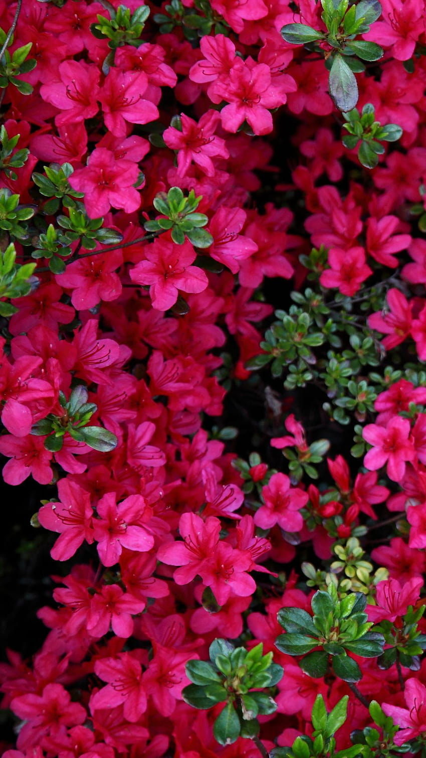 Azalea Flower, azaleas HD phone wallpaper