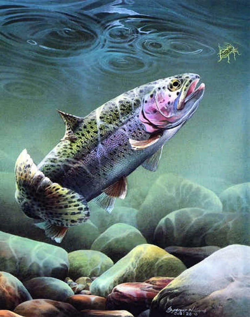 Fly Fishing Trout Graphics Code, trout iphone wallpaper ponsel HD