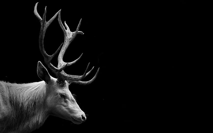 Red Deer Backgrounds 1920×1200 Deer HD wallpaper