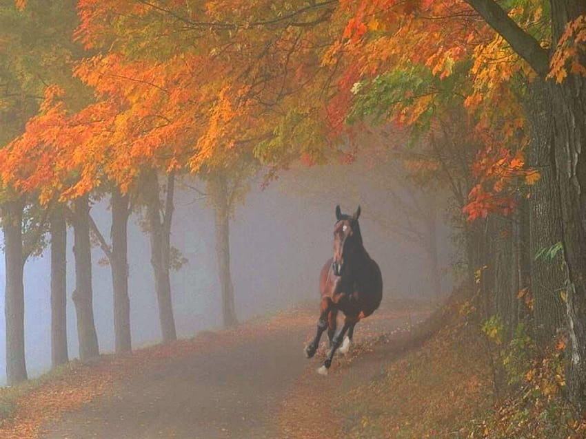 Fall Forest Animals, beautiful autumn horses HD wallpaper | Pxfuel