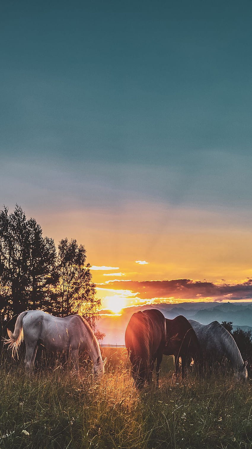 938x1668 Pferde, Sonnenuntergang, Paddock, Spaziergang iPhone 8/7/6s/6 für parallaxe Hintergründe, Pferdetelefon Sonnenuntergang HD-Handy-Hintergrundbild