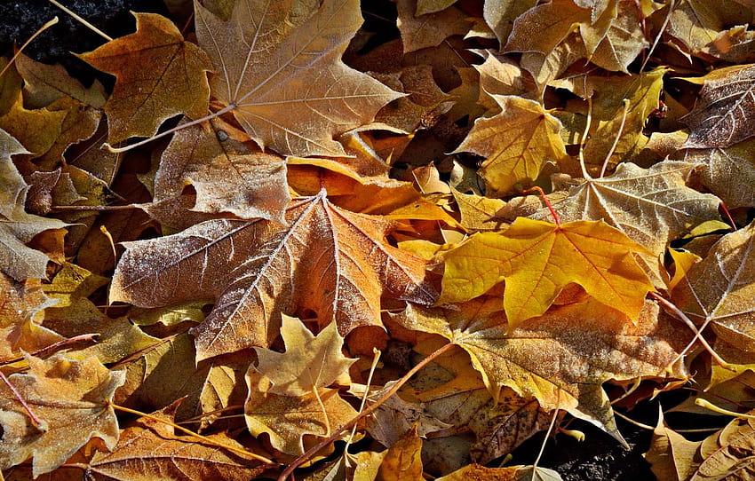 embun beku, musim gugur, daun , bagian текстуры, daun musim gugur beku Wallpaper HD