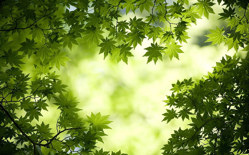 녹색 단풍잎 배경, 녹색 잎 HD 월페이퍼