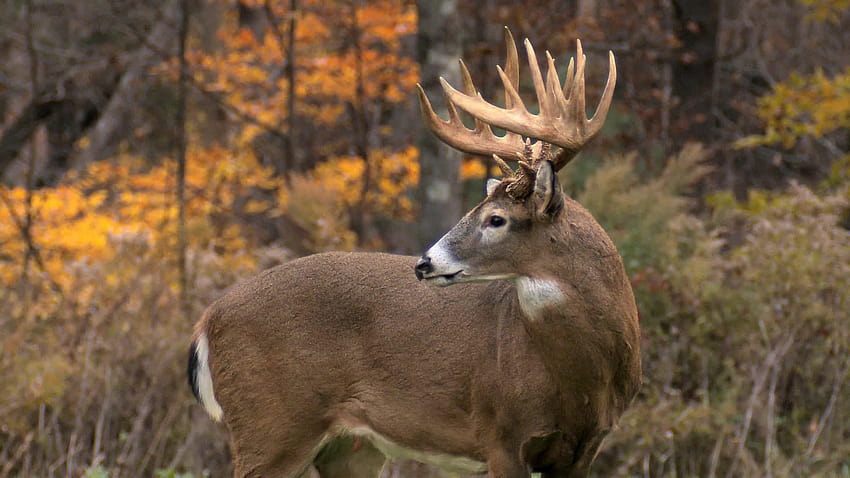 4 สกรีนเซฟเวอร์ Whitetail Deer กวางตก วอลล์เปเปอร์ HD
