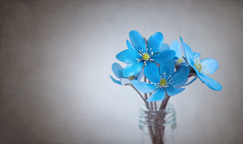 Flowers Gray backgrounds Light Blue Closeup Hepatica, light blue flowers HD wallpaper