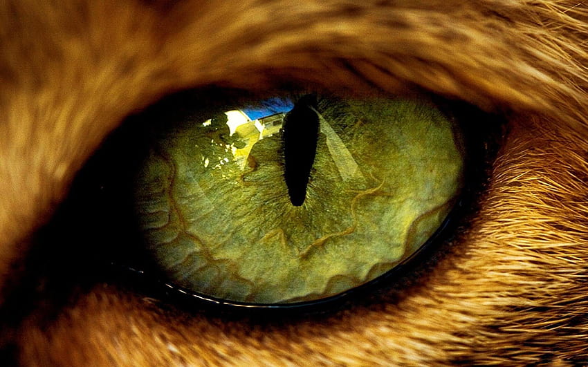 eyes cat wool the pupil beast animal HD wallpaper