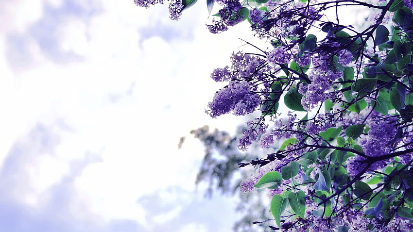 2048x1152 Lilac Flowers Tree 2048x1152 Resolution , Backgrounds, and HD wallpaper