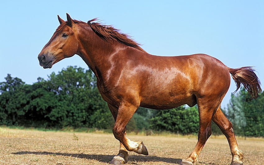 Revealed: Why Britain's oldest horse breed is veering towards extinction, suffolk punch horse HD wallpaper