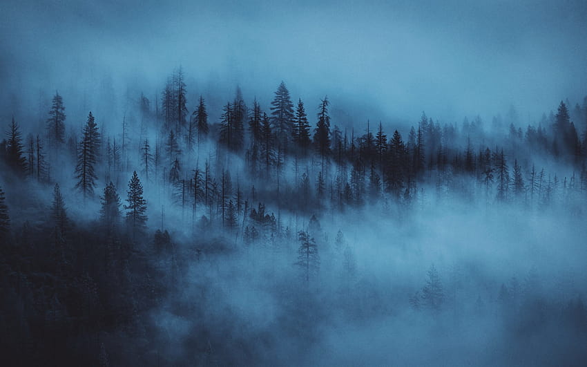 dark, mist, trees, forest 2880x1800 , mac pro retaia, 2880x1800 , background, 16864, dark green forest HD wallpaper