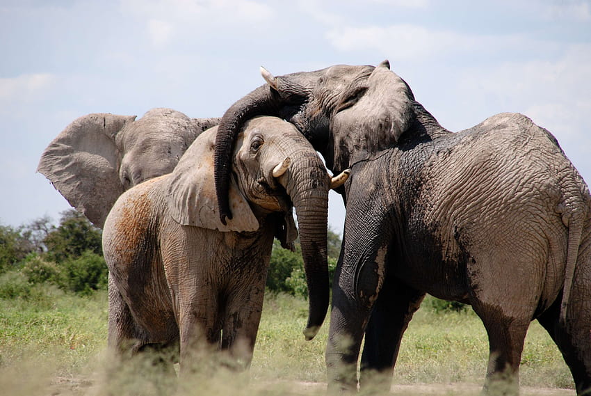 africa, animal graphy, animals, elephants, herd, safari, african safari elephants HD wallpaper