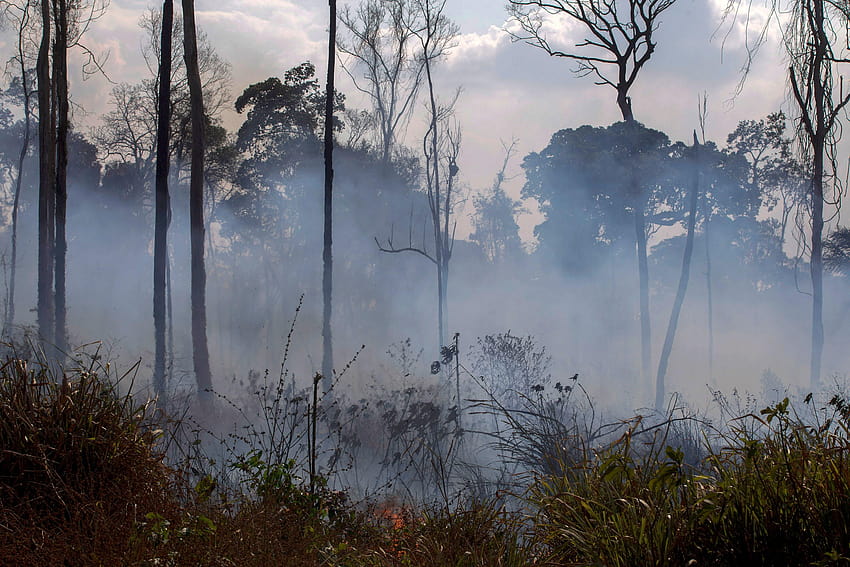 Pożary lasów deszczowych Amazonii: jak wykryć niedokładne informacje na temat lasów Amazonii w Brazylii Tapeta HD