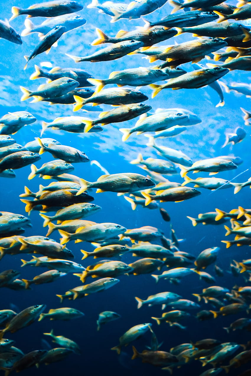 99 Sea Fish, saltwater fish HD phone wallpaper