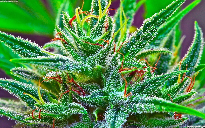 Marihuana, Knospe HD-Hintergrundbild