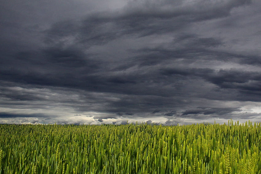 Biała i ciemna chmura nad polem zielonej trawy · , letnia burza otwarta dla biznesu Tapeta HD