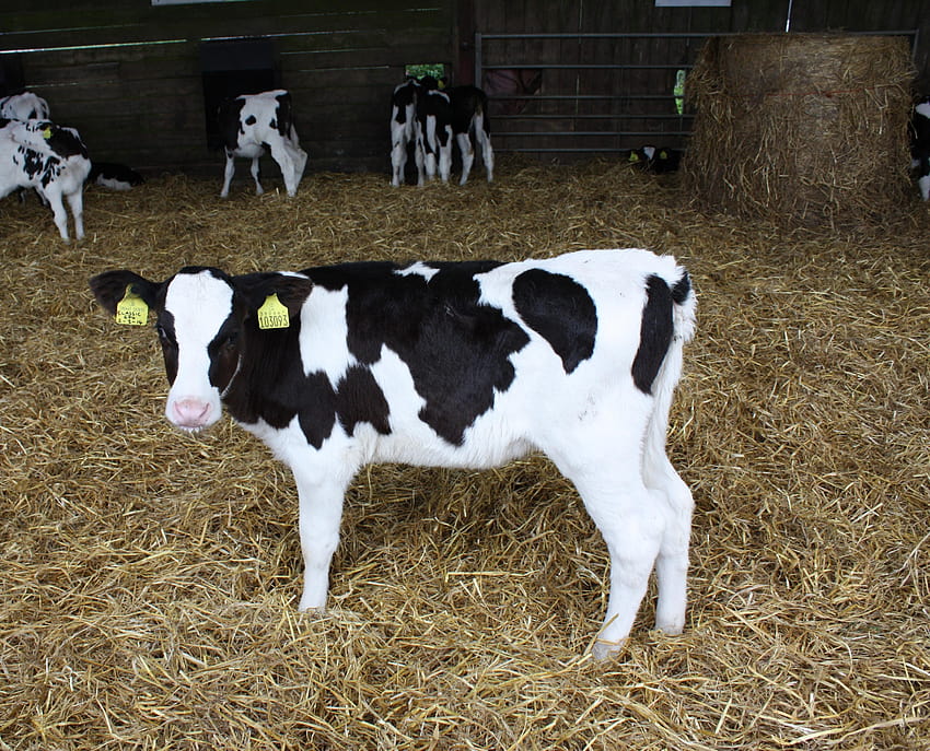 Farm Health Online – Animal Health and Welfare Knowledge Hub, baby cows calfs HD wallpaper