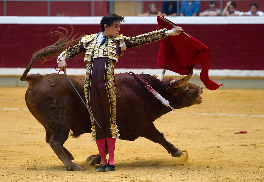 Bullfighting, Already Ailing in Spain, Is Battered by Lockdown, spanish style bullfighting HD wallpaper