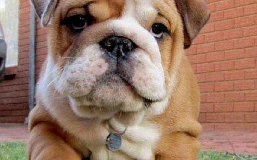 Fat puppy Cute/Funny animals Pinterest Fat puppies, Fat and Animal, fat dogs HD wallpaper
