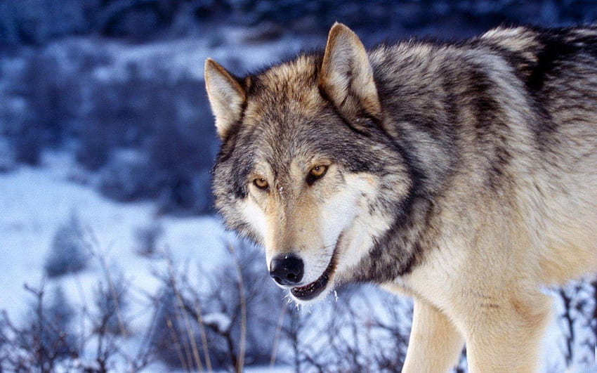 Lobo salvaje, lobos salvajes HD wallpaper