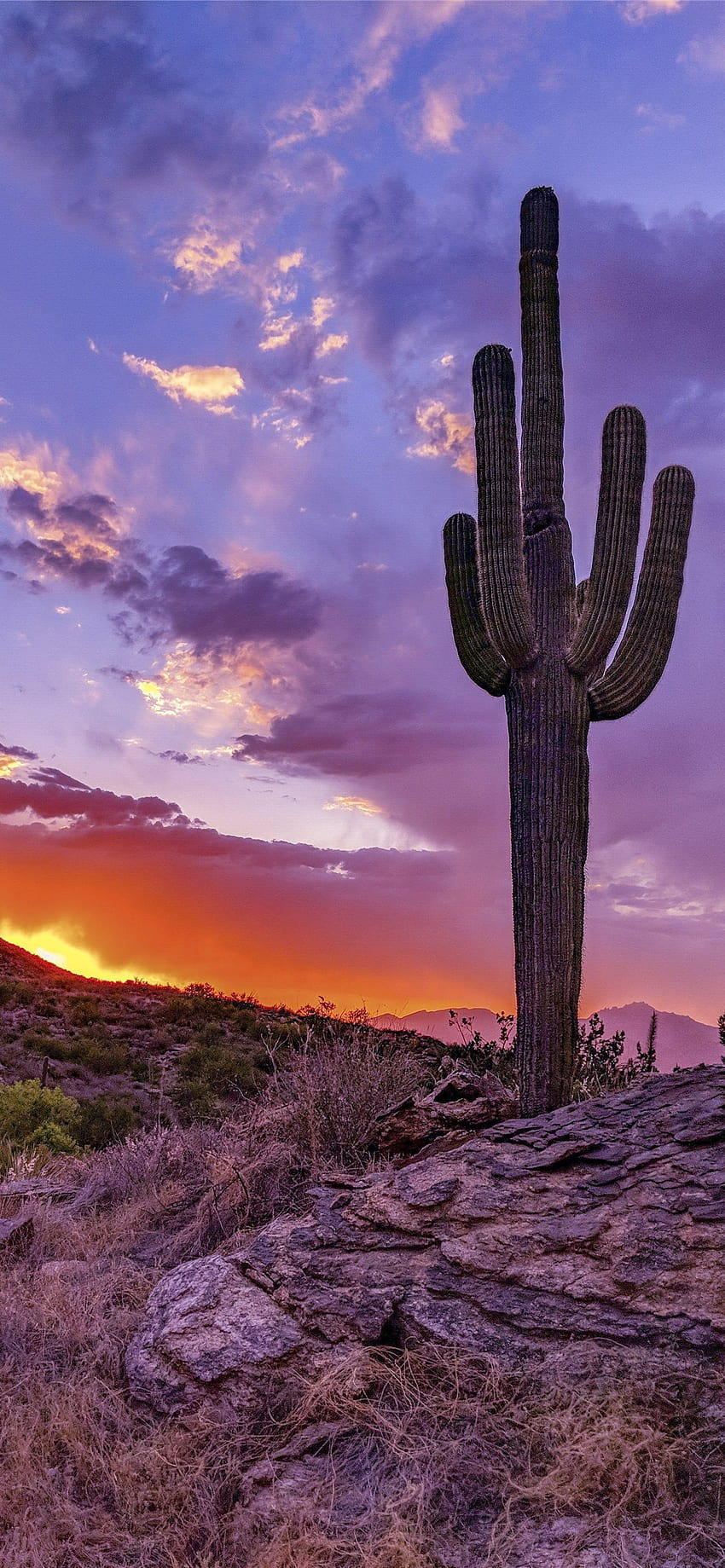 arizona iPhone, cactus sunset iphone HD phone wallpaper