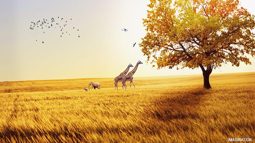 : landscape, tree, nature, bird, plant, field, prairie, morning, animal, wildlife, wild, autumn, season, savanna, plain, elephant, giraffe, fields, design, happy, grassland, african, safari, ecosystem, warmth, natural environment, grass family, autumn giraffe HD wallpaper